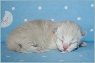 Female Siberian Kitten from Deedlebug Siberians